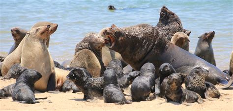 What is a Cape Seal and how is it compared to other  